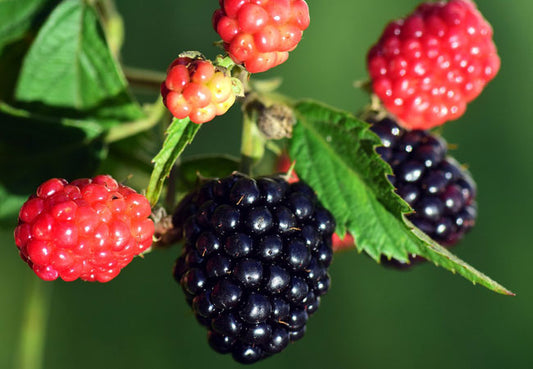 Βάτος (Blackberry)