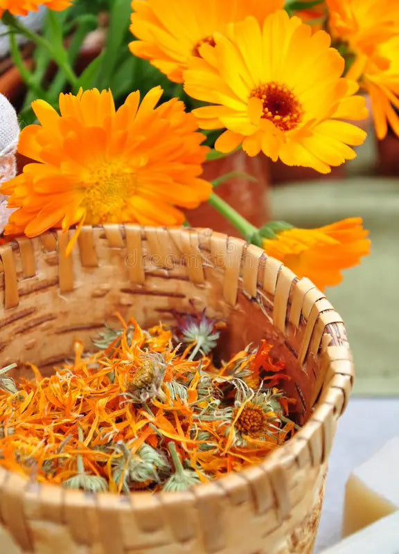 Dried calendula flowers for natural skin healing and herbal care