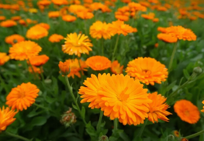 Dried calendula flowers for natural skin healing and herbal care