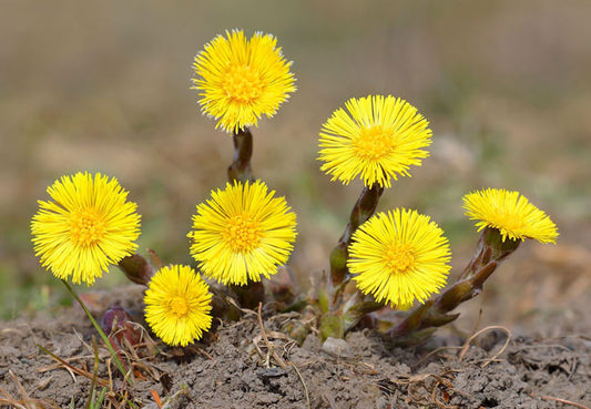 Coltsfoot herb - Tussilago farfara for herbal products & DIY