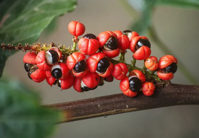 Guarana Powder (Paullinia cupana) - natural energy and antioxidant source