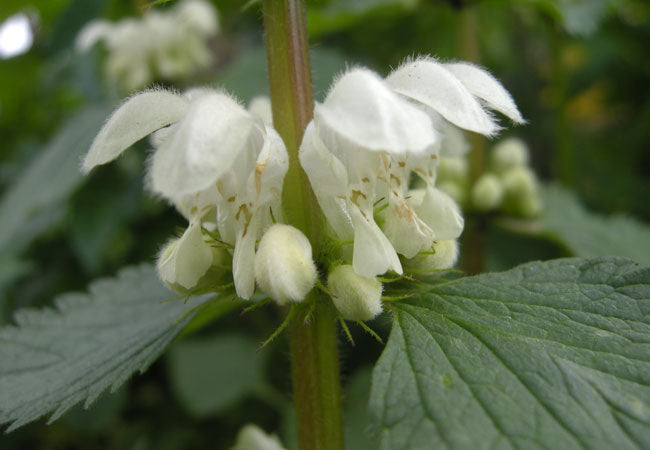 Λάμιο (Lamium)