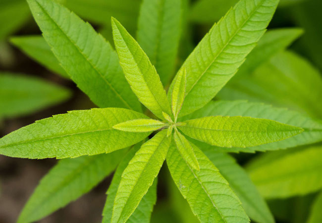 Lemon Verbena (Aloysia) fresh leaves for digestion and relaxation