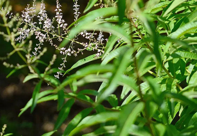 Lemon Verbena