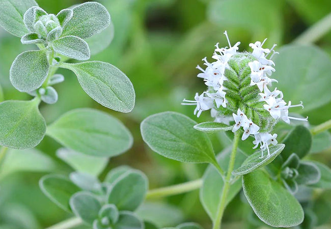 Μαντζουράνα (Marjoram)