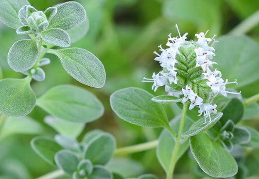 Marjoram