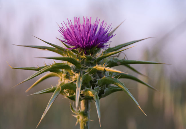 Milk Thistle Herb - natural dried herb for detox & wellness