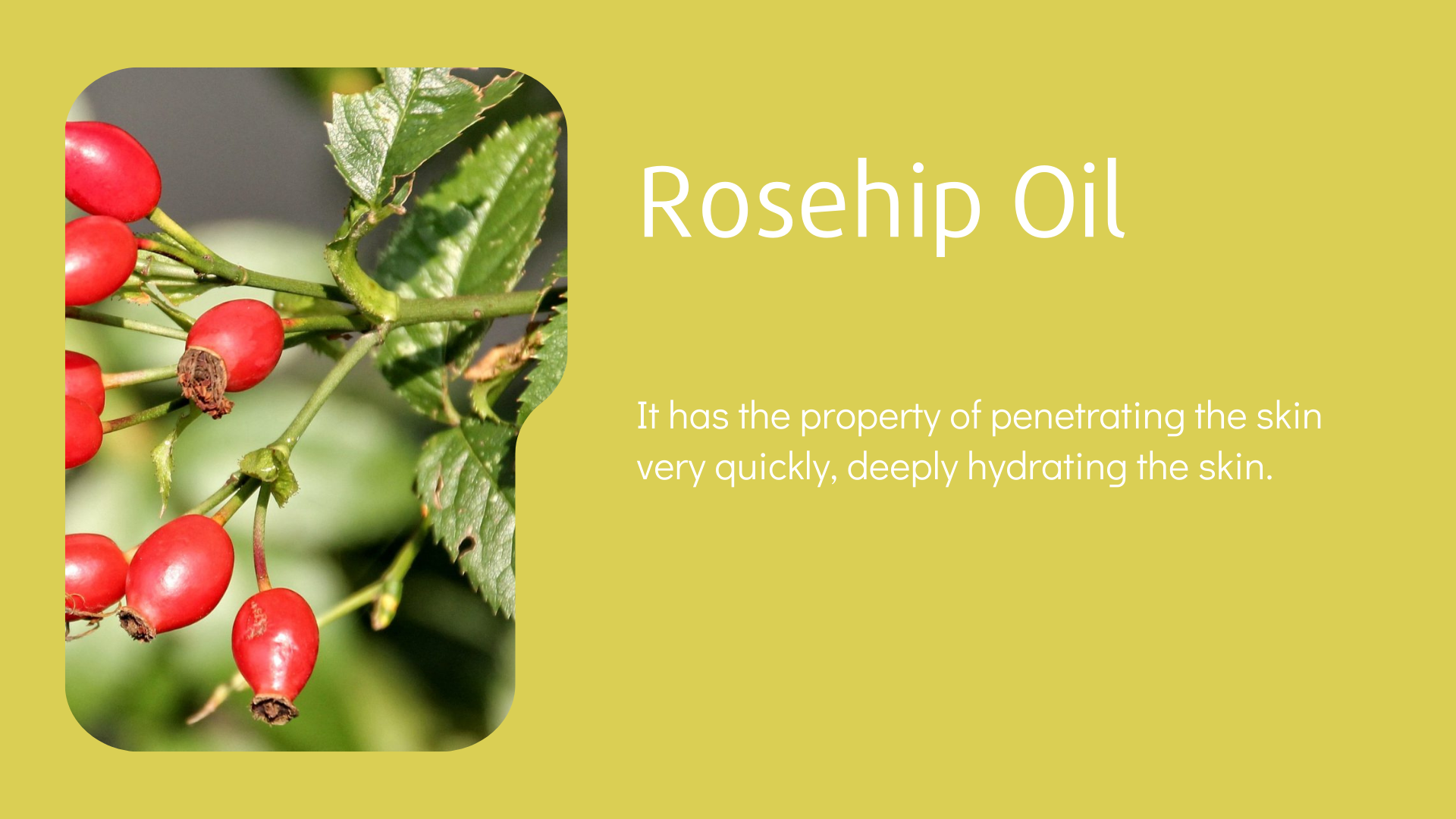 Rosehip Oil