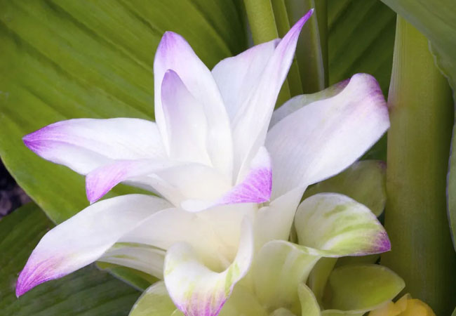 Κουρκουμάς (Turmeric) - Φυσικό Βότανο για Παραδοσιακή Περιποίηση - OiloHerb