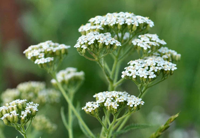 Yarrow dried herb - Achillea millefolium for natural wellness